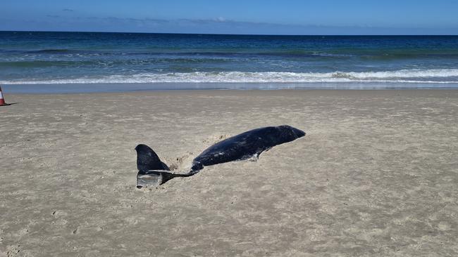 A dead pygmy sperm whale washed up at West Beach. Picture: Agnes Gichuhi