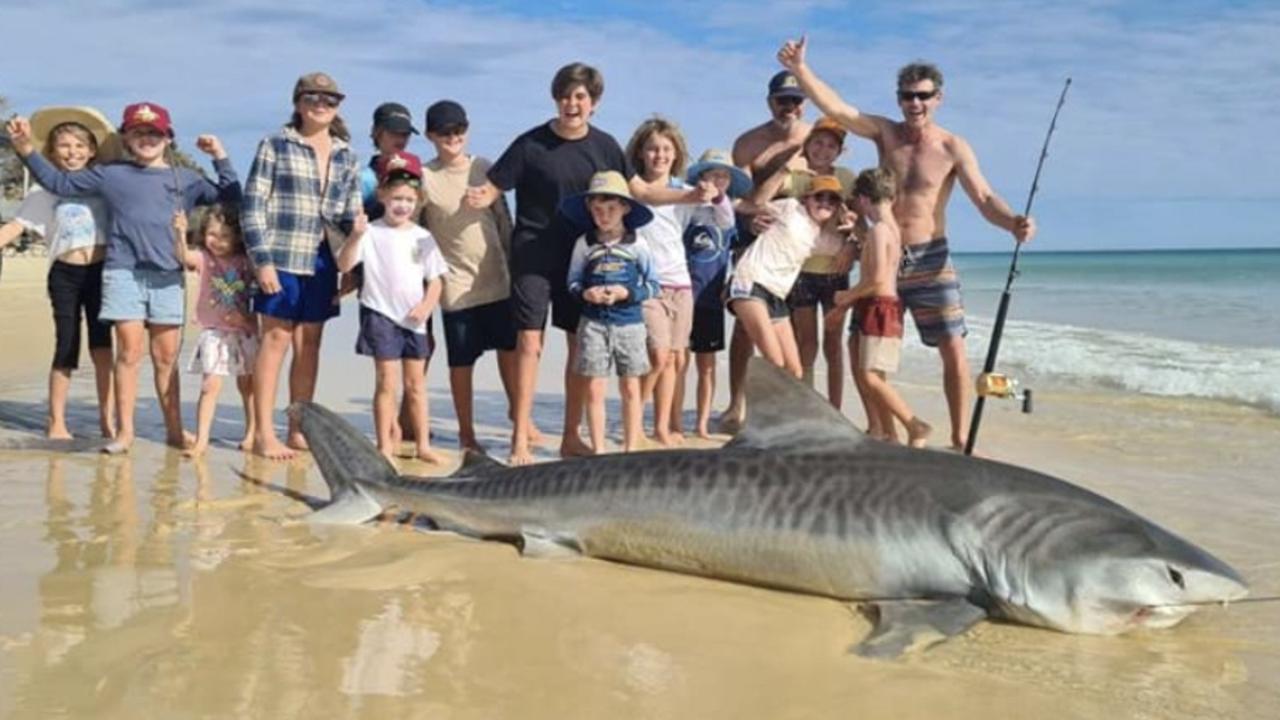 Zahn Cuthbertson posted this photo of a big tiger shark caught on a whole mullet with a drone on K'gari. It was released and reportedly swam away fine.