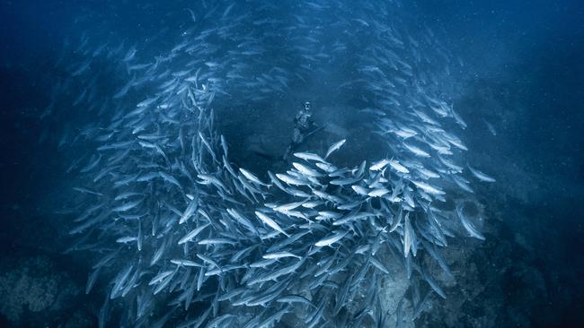 Fishnado: Anthony Vaughan surrounded by trevally. Picture: Jon Mills