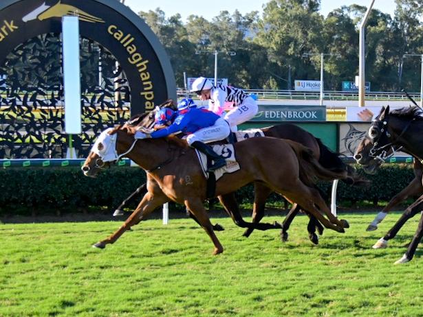 Honkytonk Diva surges late to win the Rockhampton Newmarket for trainer Clinton Taylor and jockey Justin Stanley. Picture:  Caught In The Act Photography CQ