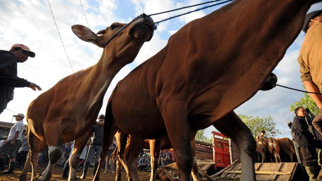 Cattle are lined up for sale at the Beringkit traditional market in Mengwi on Indonesia's resort island of Bali. AFP PHOTO / SONNY TUMBELAKA