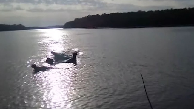 Screenshot from video of crocodile taking a dog at Watson River, Aurukun. CREDIT: Aurukun Indigenous Knowledge Centre