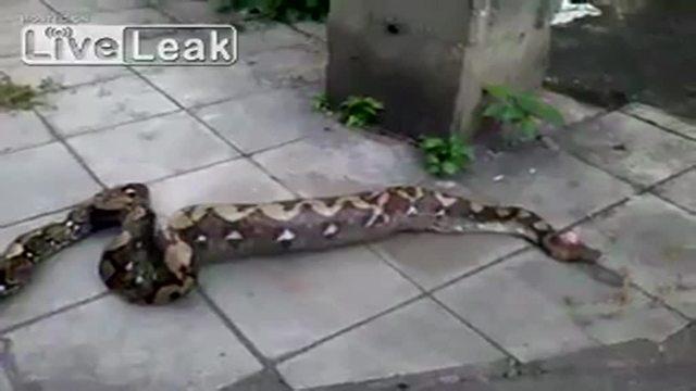 Python regurgitates dog