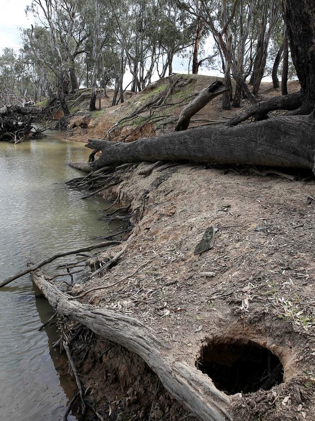 Barmah Choke. Picture: Yuri Kouzmin