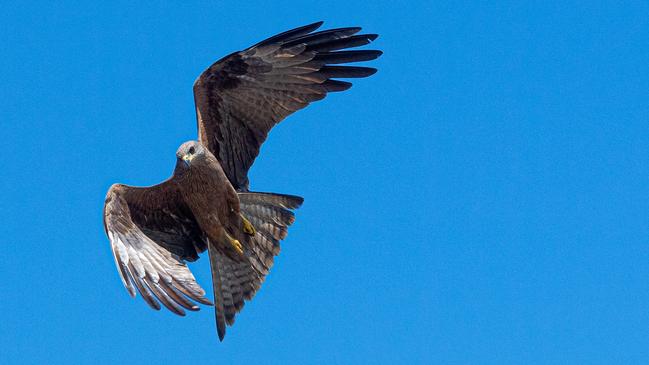 A whistling kite in flight along the Adelaide River. Picture: Che Chorley