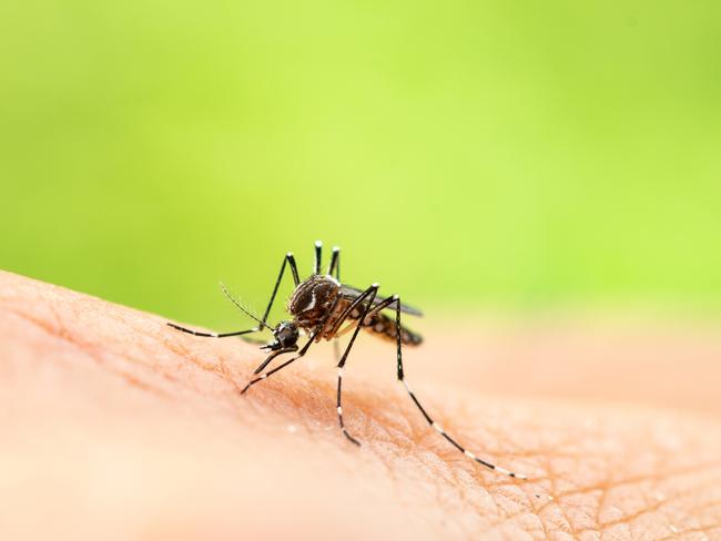 Aedes aegypti or yellow fever mosquito sucking blood on skin,Macro close up show markings on its legs and a marking in the form of a lyre on the upper surface of its thorax