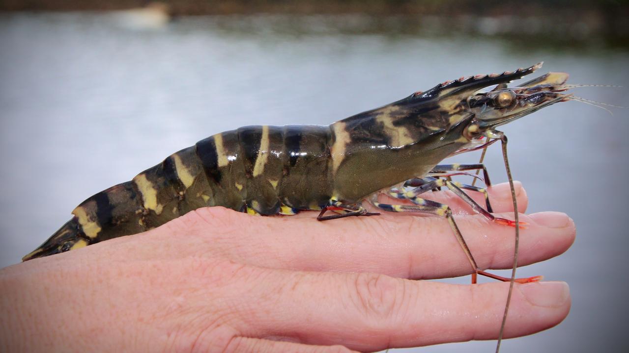 One of the black tiger prawns grown at Ilbilbie. Picture: Contributed