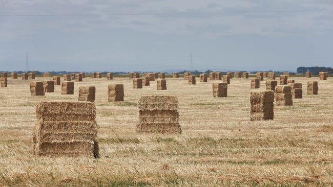 Stacks of options: Buyers have a variety of choices in the market with discounting fo unshedded hay. Picture: Andy Rogers