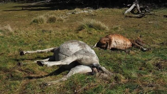 Five brumbies were shot in this clearing, about 25km east of Benambra, just south of Limestone Rd.