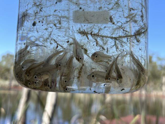 The olive perchlet were thought to be extinct in Victoria. Picture: Supplied