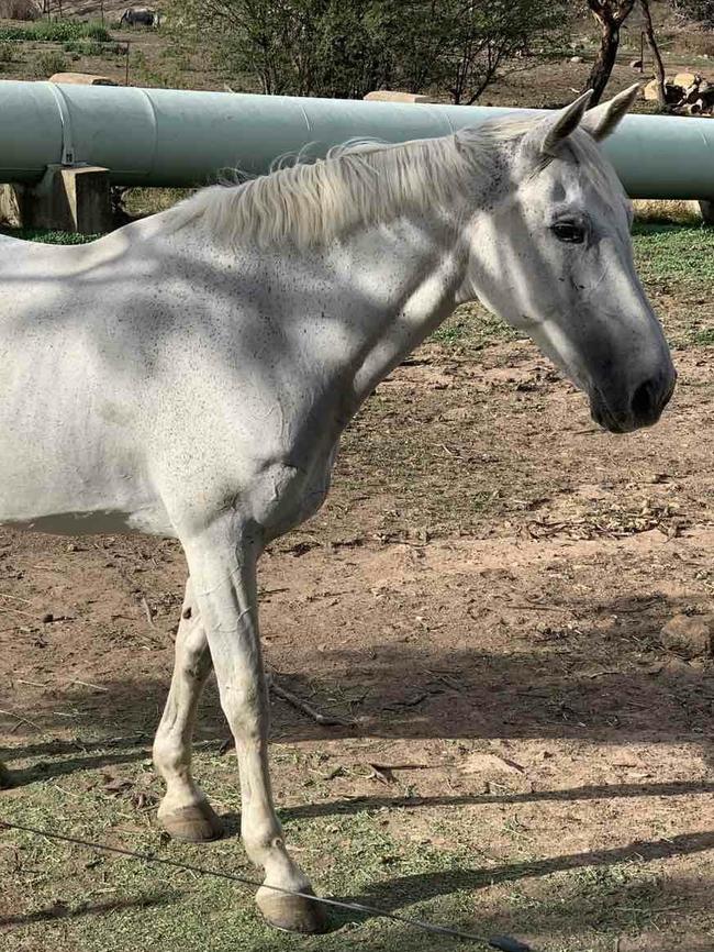 ACT police seized three horses and a Mitsubishi Triton ute during a fraud probe into Red Hill man Jeremiah Thomas James Deakin. Picture: Supplied/ACT Policing