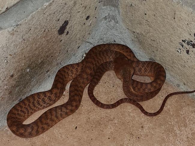 A brown tree snake takes shelter from the weather at a home in Yamba, NSW which is within the cyclone warning zone. PHOTO: Joshua Shroeder