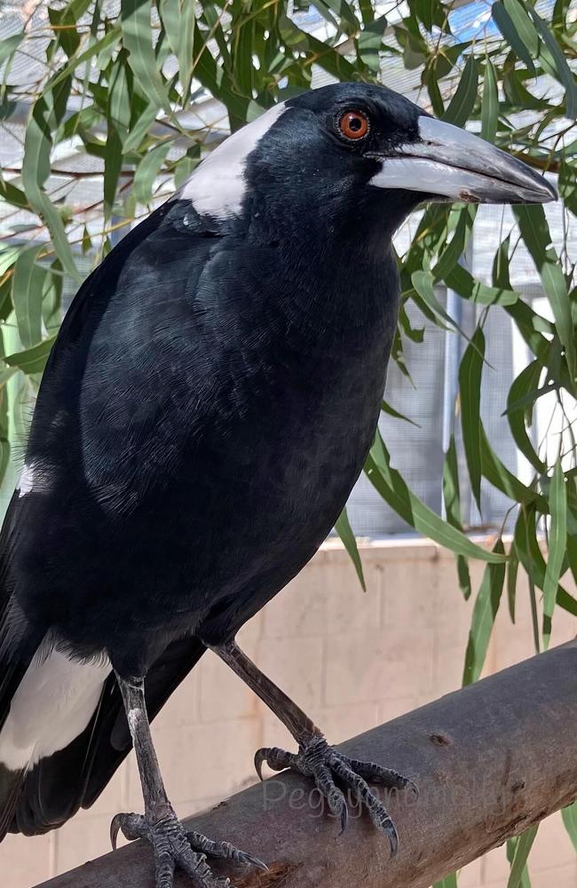 Molly the magpie, a social media sensation. Picture: Instagram,