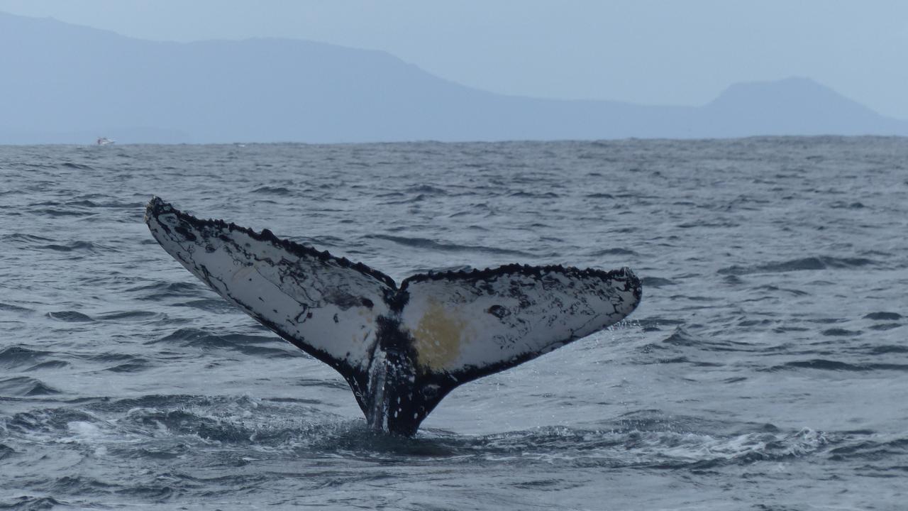 The fluke is unique to each whale, similar to a fingerprint on a human. Pic: Madeleine Brasier