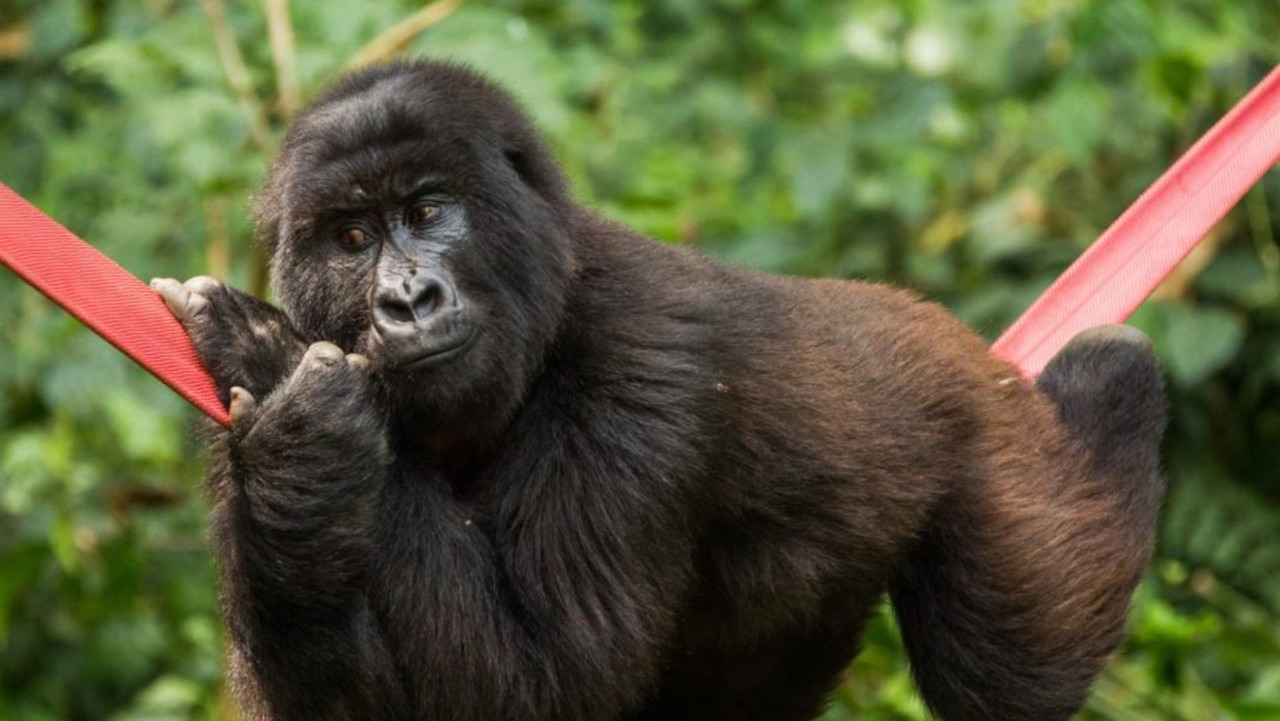 Ndakasi had a playful nature and lived a peaceful life. Picture: Virunga National Park