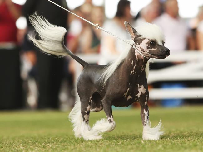 There was tough competition with over 4000 dogs competing. Picture: Justin Lloyd