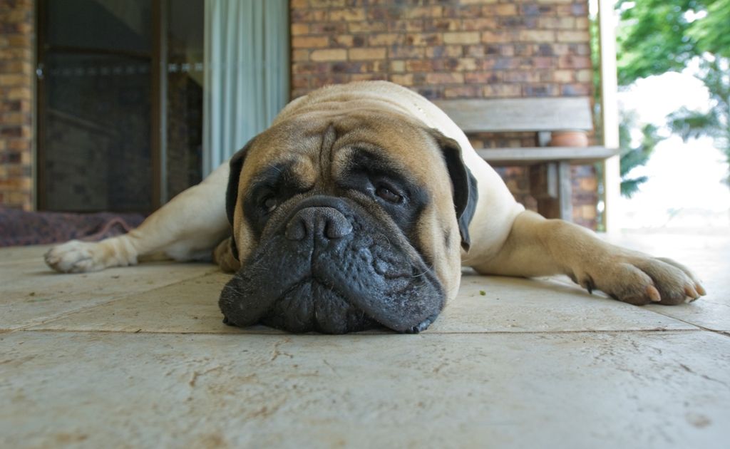 are bullmastiff puppies lazy