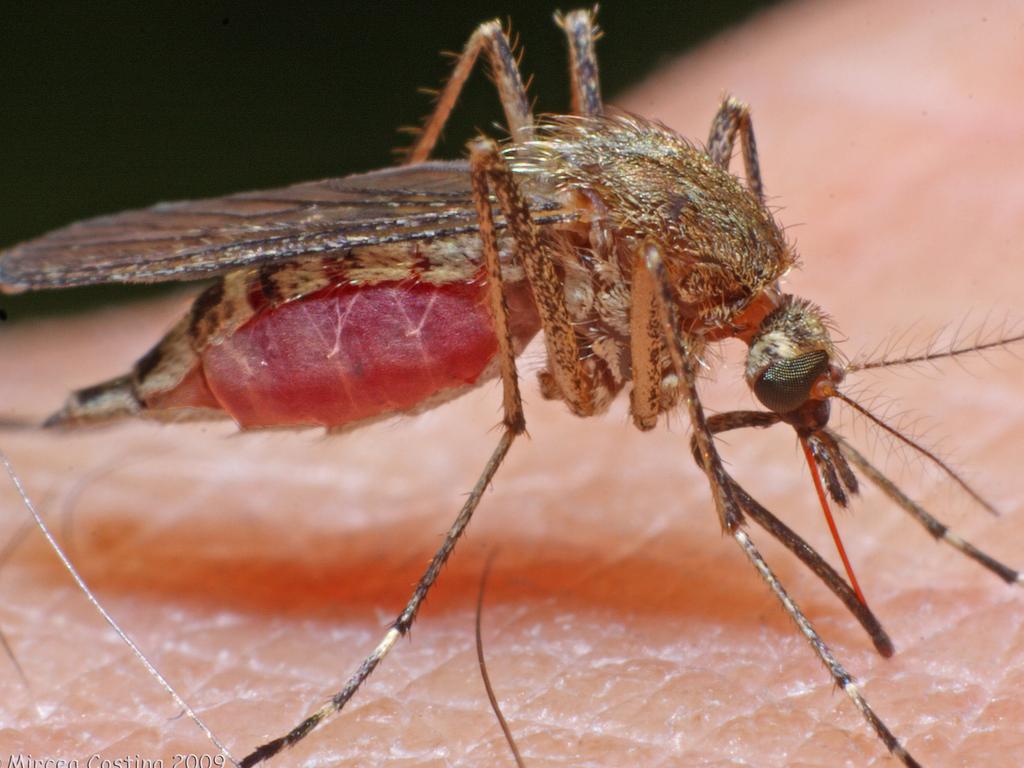 Experts fear the La Niña weather pattern in Australia will cause more mosquitoes than normal.