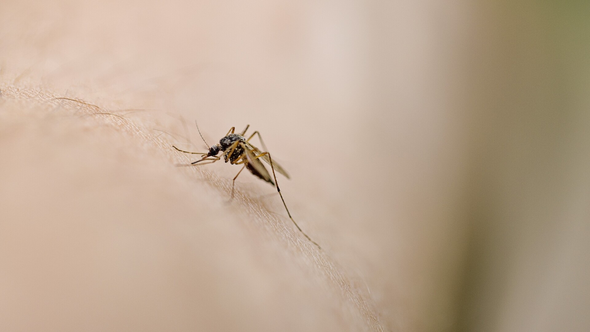 Queensland floods have caused a rise in mosquito-borne infections
