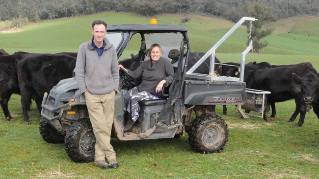 Julian and Sally Carroll, Mudgegonga with some of their spring-calving Angus herd