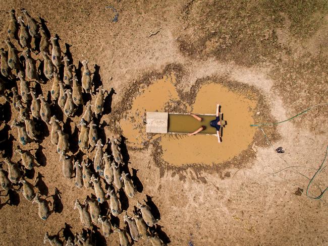 Hamish Baker from Howlong cools down in a sheep trough. Picture: Simon Dallinger