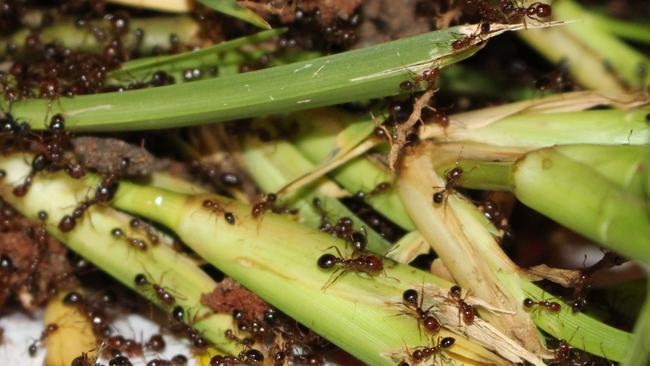 Fire ants are spreading in Queensland. Picture: Supplied