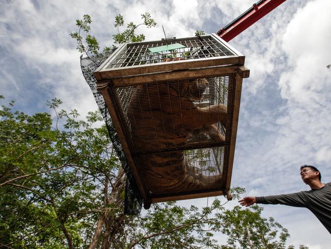 Thai DNP officers load a sedated tiger onto a truck at the Tiger Temple. Picture: AP