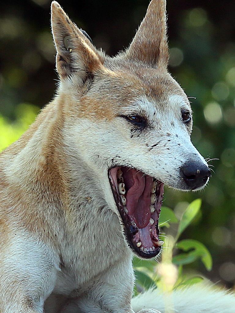 Wild dog control programs allow dingoes to be trapped and killed in some parts of Australia.