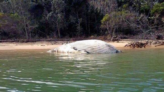 A humpback whale, believed to be a baby, washed up at the southern end of Fraser Island. Picture: Contributed