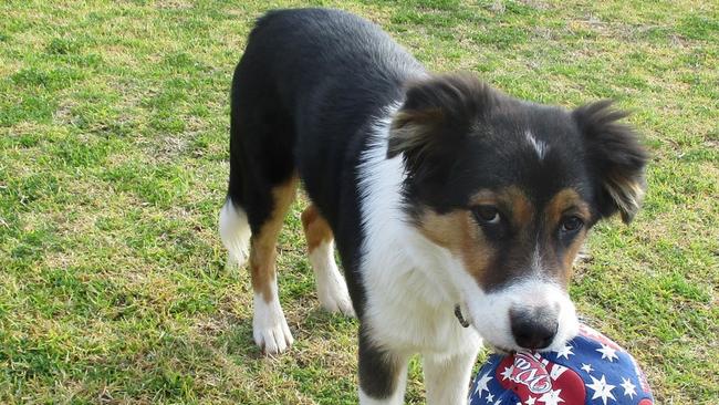 The Weekly Times Day of Dogs 2018 #dayofdogs18 Marj Shay from Maiden Gully sent in this picture of nine-month-old Kelpie-Border Collie cross, Paddy. 