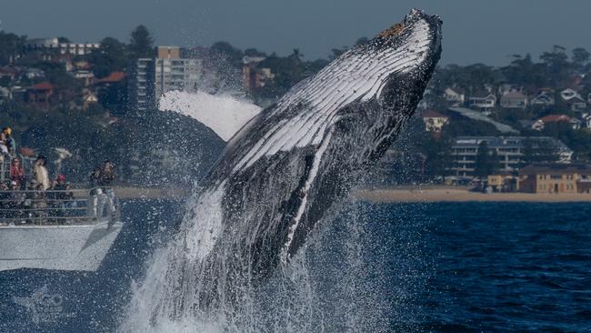Humpback whales welcome winter in spectacular fashion. Picture: JP Goodridge and Simon Millar