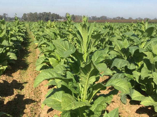 Some of the tobacco plants in Cobram that the Australian Taxation Office seized and destroyed.