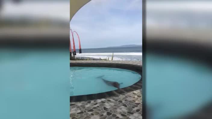 Dolphins appears lifeless in Bali resort pool