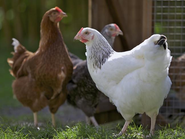 A white free range chicken, chickens, yard, lawn, istock.