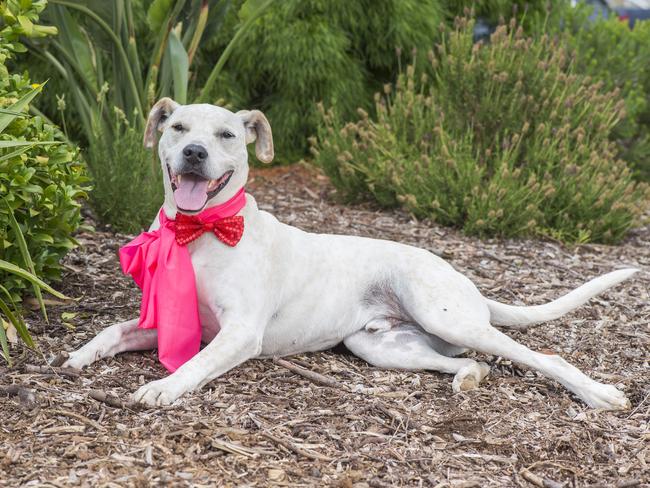 Omar the dog was found severely malnourished but is now thriving thanks to the love of his new owner. Picture: Rob Leeson