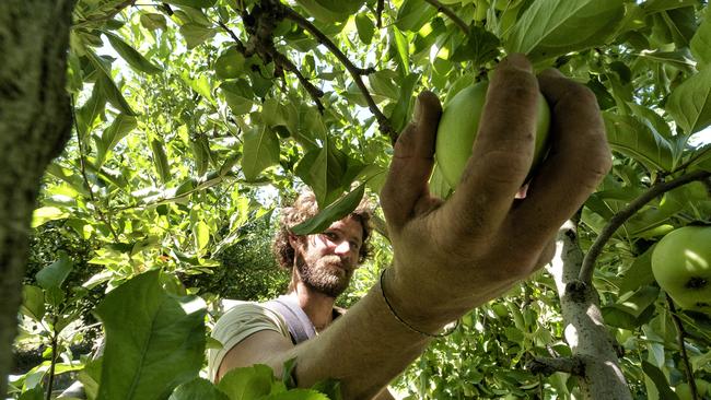 Pick a job: Displaced locals are being urged to take up farm work, such as fruit picking traditionally done by overseas backpackers. Picture: Luis Enrique Ascui