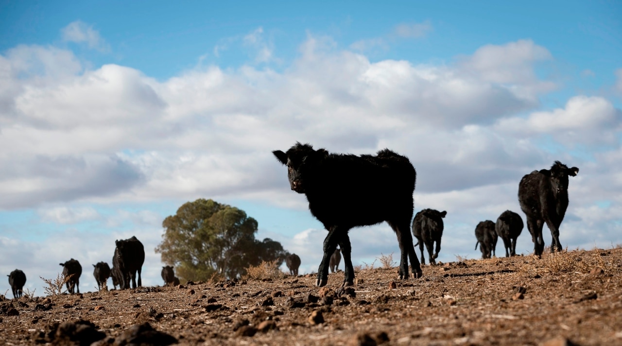 Sydney school children show support for struggling farmers