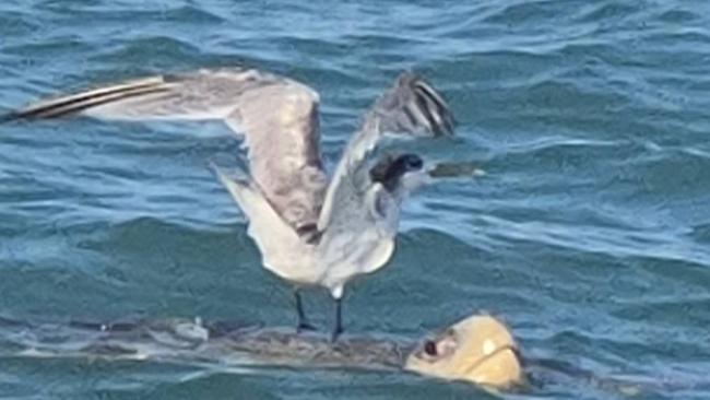 Surfing bird. Picture: Faith Holburn