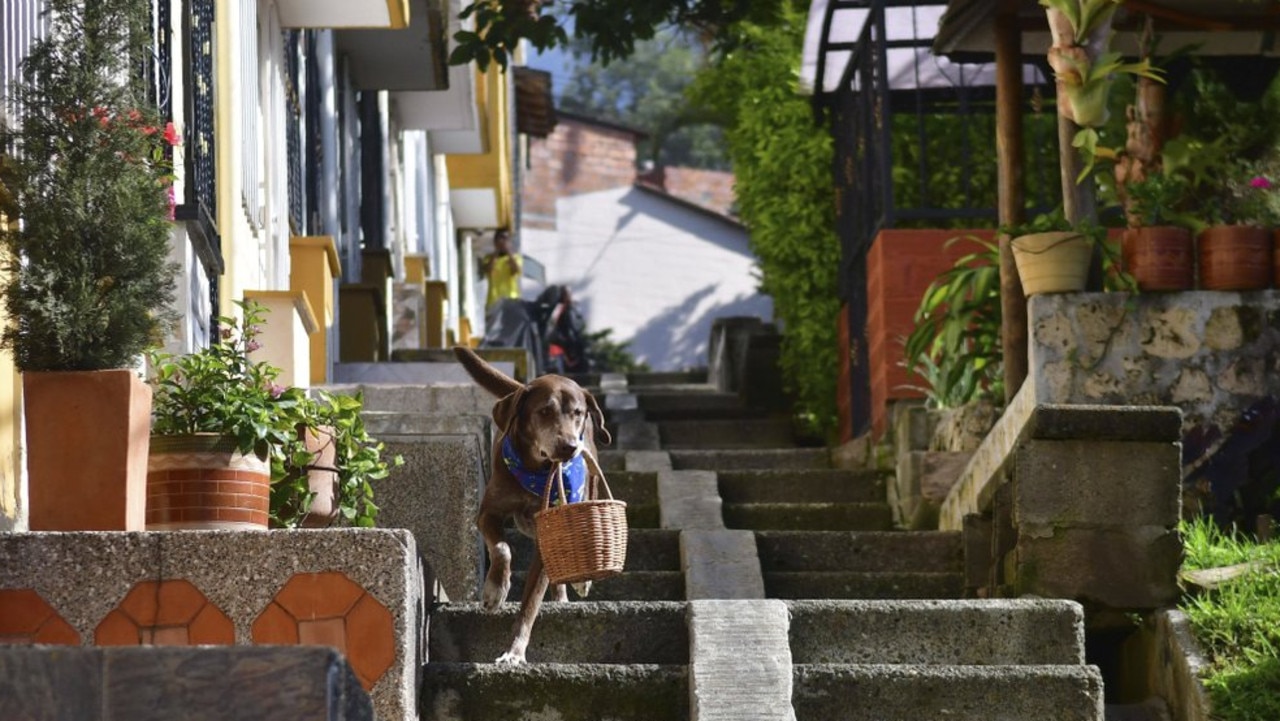 Eros carries a basket of bread from the El Porvenir mini-market as he makes a delivery on his own in Medellin, Colombia. Picture: AP