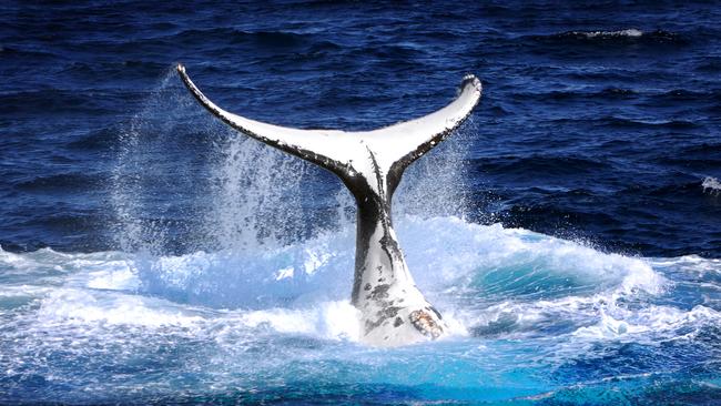 A humpback whale in Moreton Bay. Picture: Brisbane Whale Watching