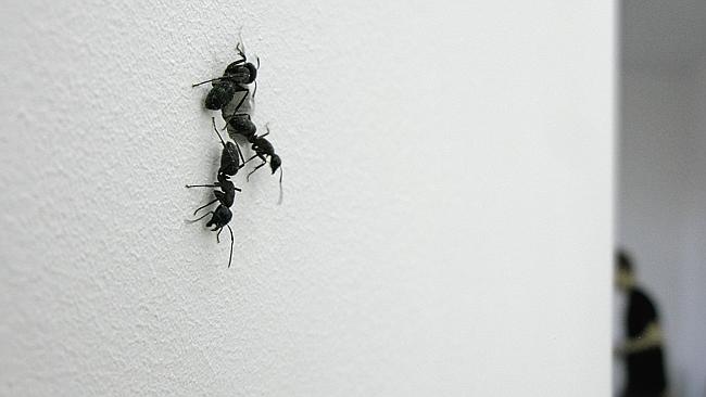 Pierre Huyghe’s Umwelt: Don’t step on the ants | The Australian