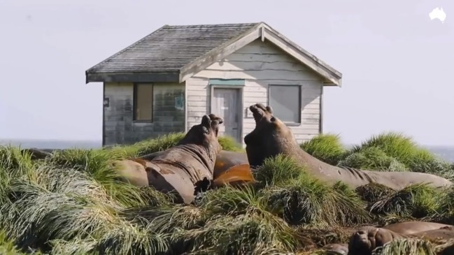 Macquarie Island is a paradise reclaimed