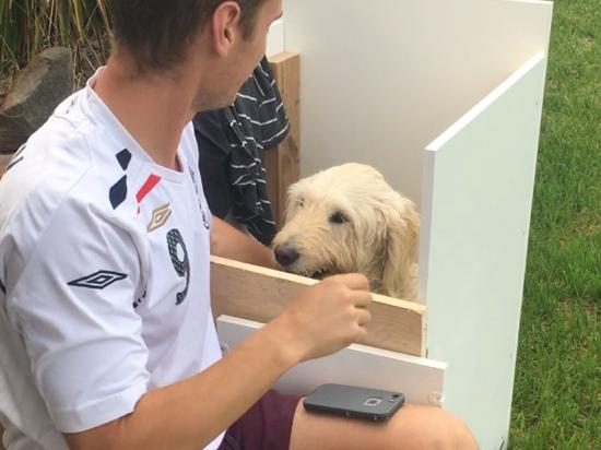 Stan the Labradoodle was among the 100 dogs diagnosed megaesophagus, a lifelong condition causing enlargement of the oesophagus. They must be kept upright to digest food.