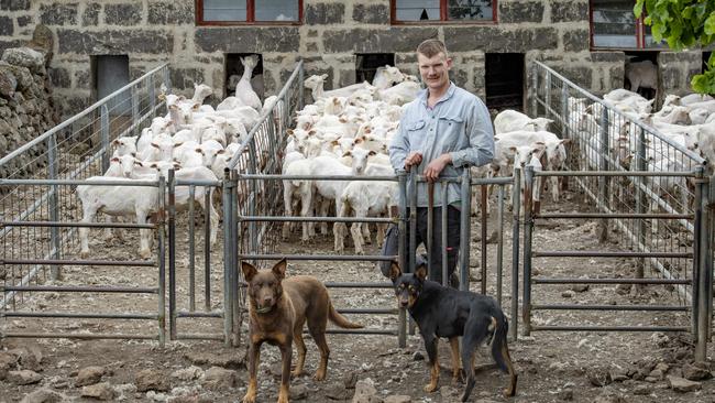 William Cole with his Kelpies Wes and Digger Picture: Zoe Phillips