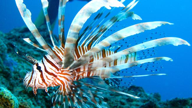 A red-and-white striped lionfish at the Great Barrier Reef. Oona Lönnstedt’s work with the fish has come into question.