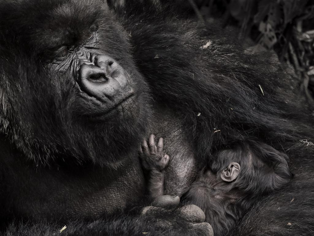 Mountain Gorilla in Rwanda. Picture: Piper Mackay/ Remembering Great Apes