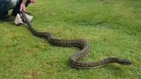 Tony Harrison posted this video to his Facebook page of him capturing a nearly 10ft python from a Labrador backyard.