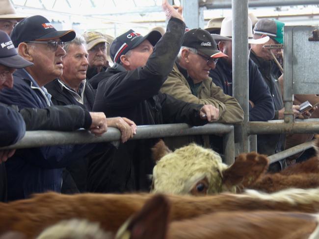 Action from the Wangaratta cattle sale. Picture: Jenny Kelly