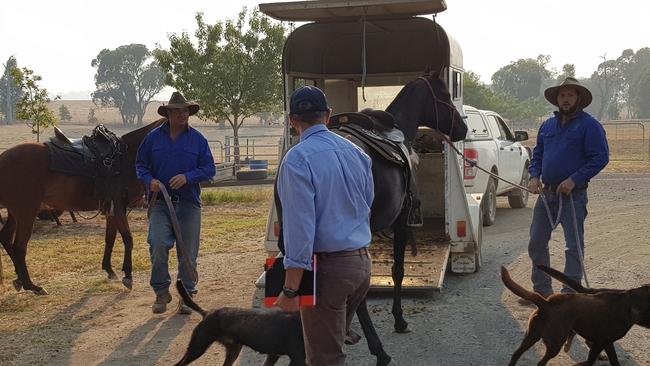 Strike Force Seger was formed in April 2019 to investigate suspected cattle fraud in the Riverina region. Picture: NSW Police