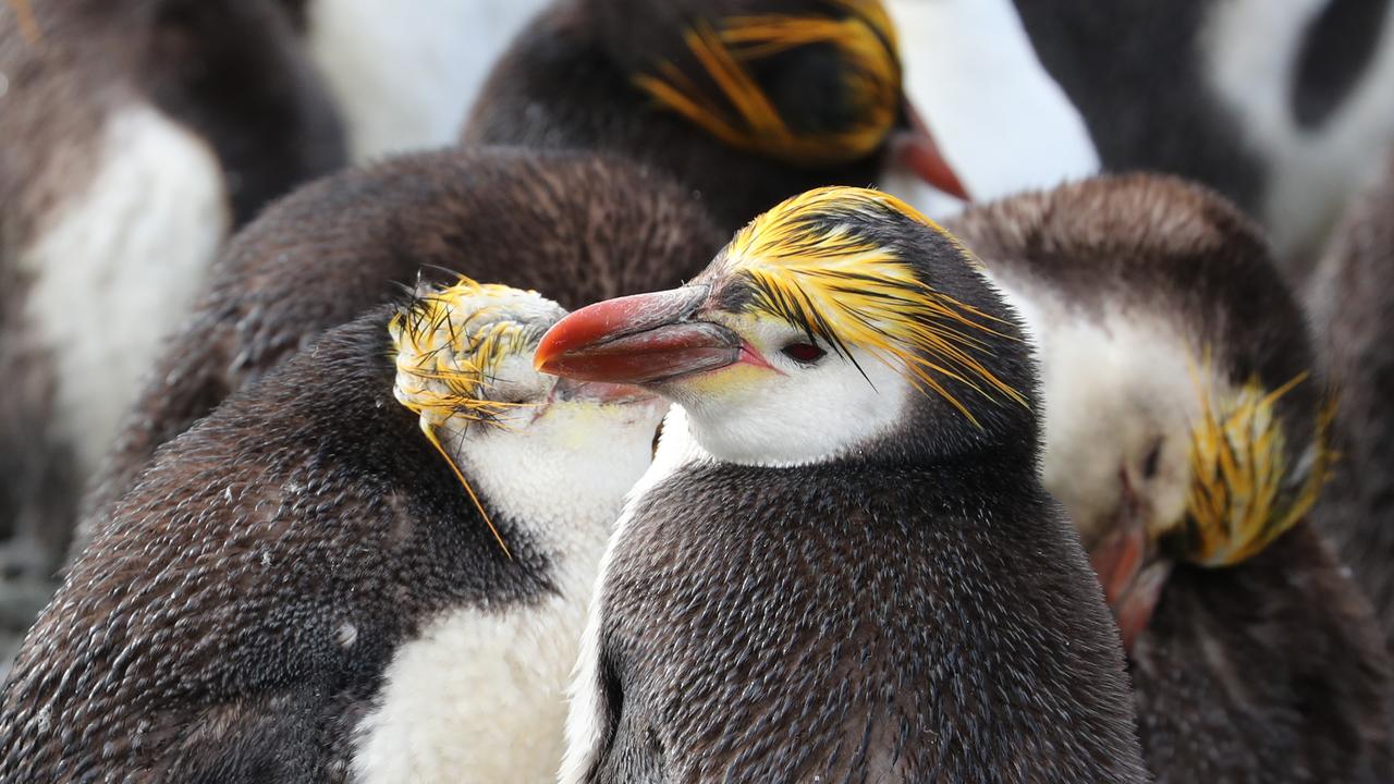 Royal penguins at Sandy Bay. This type of penguin is only found on Macquarie Island. Picture: Ryan Osland